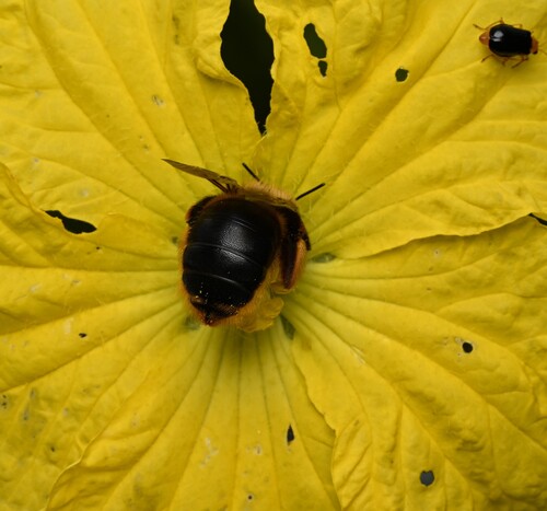 Red-legged Bumble-bee Carpenter