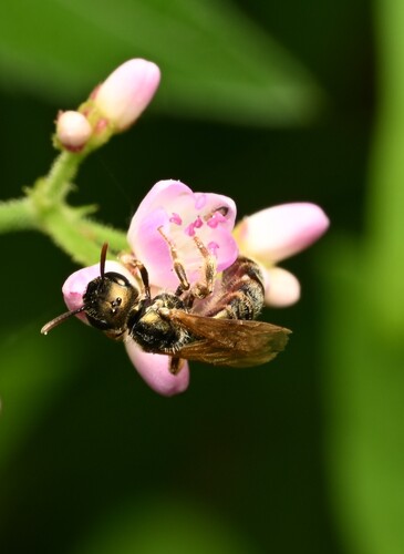 Coppery Metallic-Furrow bee