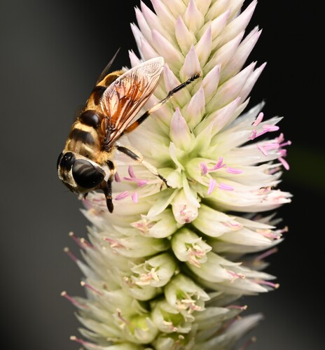 Phytomia errans