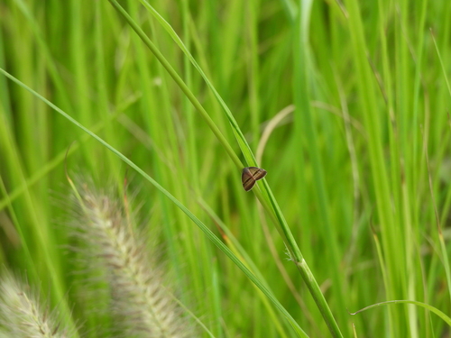 Trigonrecava taeniata