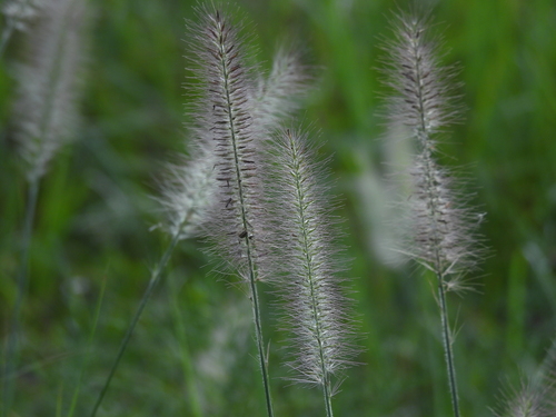 Chinese pennisetum