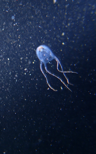 Copula sivickisi observed 2026-09-13