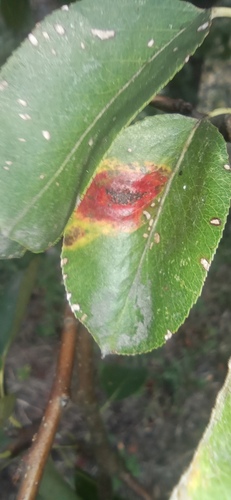 Pear Rust