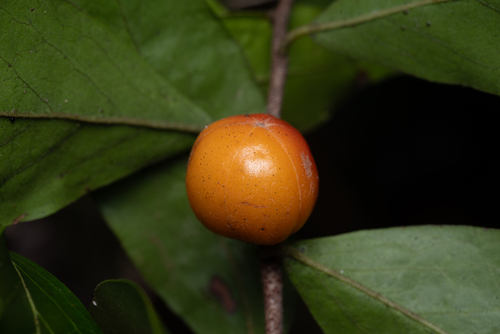 Petalostigma triloculare