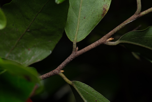 Petalostigma triloculare, photograph 3