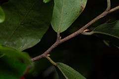 Petalostigma triloculare, photograph (c) Bruce Cathie, some rights reserved (CC BY)