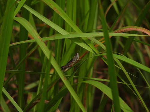 Shirakiacris shirakii