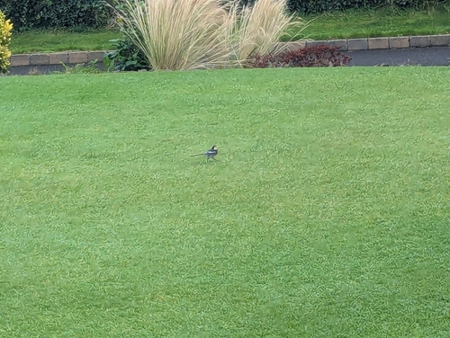 White Wagtail