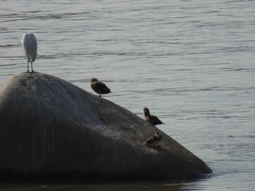 Eastern Spot-billed Duck