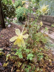 Aquilegia chrysantha