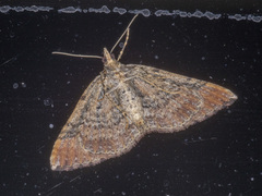 Epyaxa subidaria