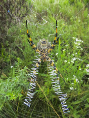 Argiope ericae