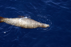 Arctocephalus townsendi