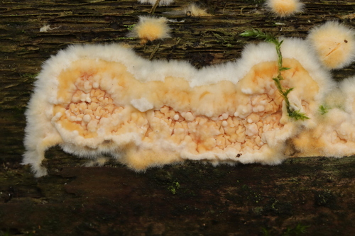 Mollusca observed 2026-09-12