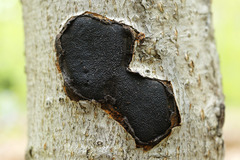 Biscogniauxia mediterranea