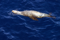 Arctocephalus townsendi