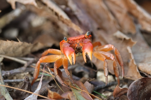 Red-clawed crab