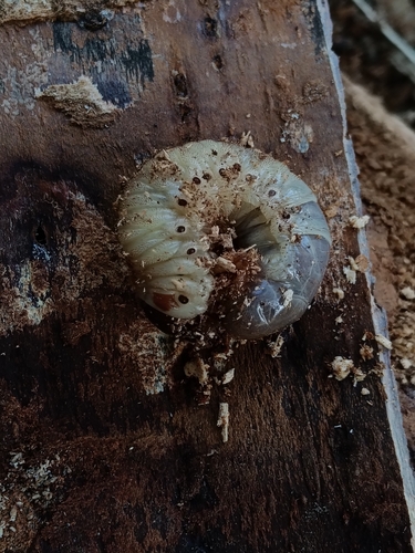 Oryctes nasicornis corniculatus