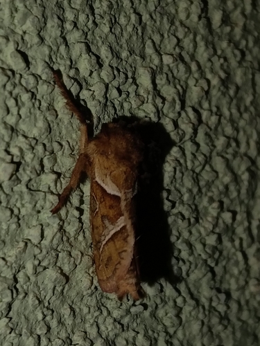 Orange Swift