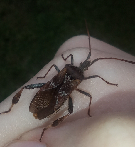 Western Conifer Seed Bug