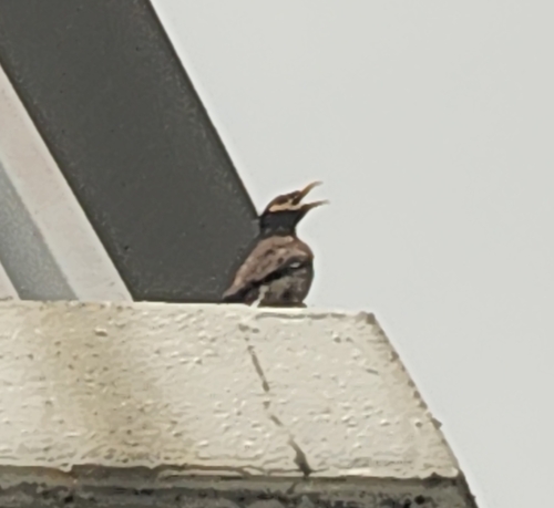 Common Myna