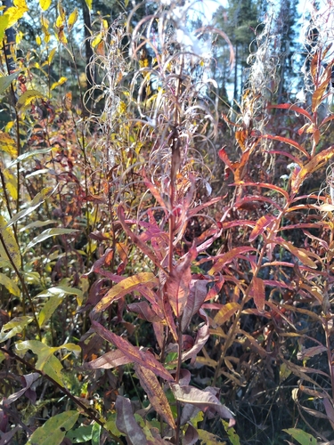 fireweed