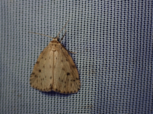 Round-winged Muslin, Schiermonnikoog, Niederlande, photo 3 of 10
