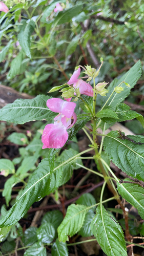 Himalayan balsam