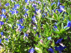 Glandora prostrata lusitanica
