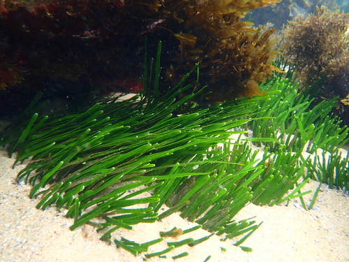 Caulerpa filiformis observed 2026-09-14
