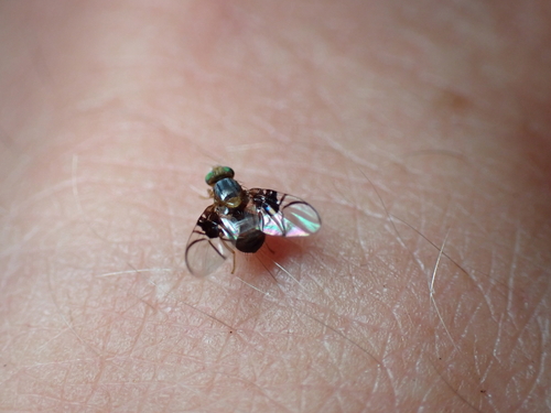 Spectacled Berry Fly, Schiermonnikoog, Niederlande, photo 9 of 10