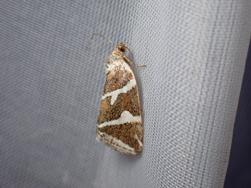 Silver barred, Schiermonnikoog, Niederlande, photo 6 of 10
