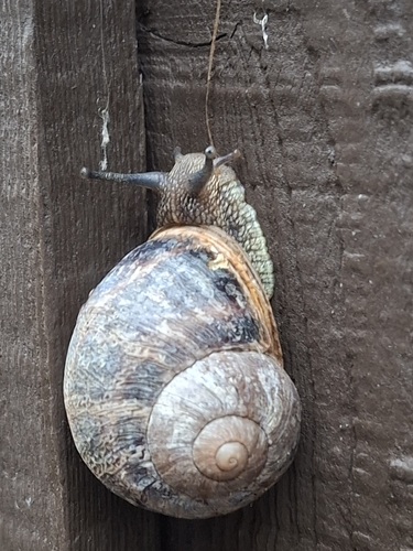 Garden Snail