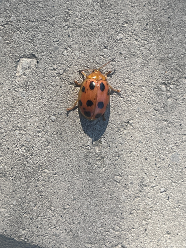 Oides decempunctata