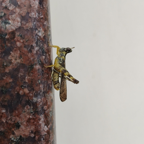 China mantispoides