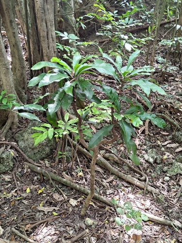Buchanania arborescens observed 2026-09-14