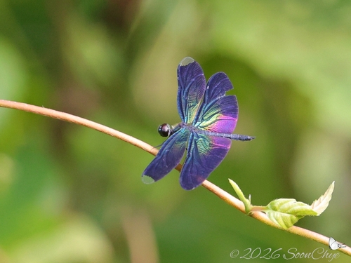 Greater Bluewing