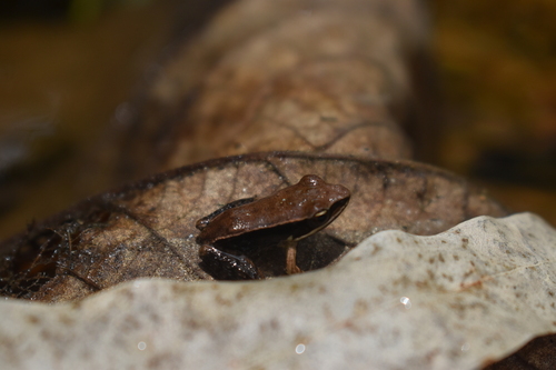 Günther's Golden-backed Frog