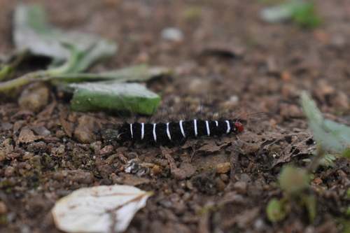 Marbled White Moth
