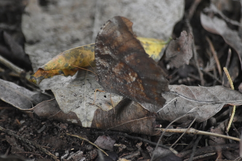 Dark Evening Brown