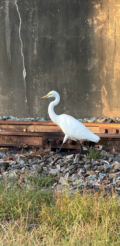 Medium Egret