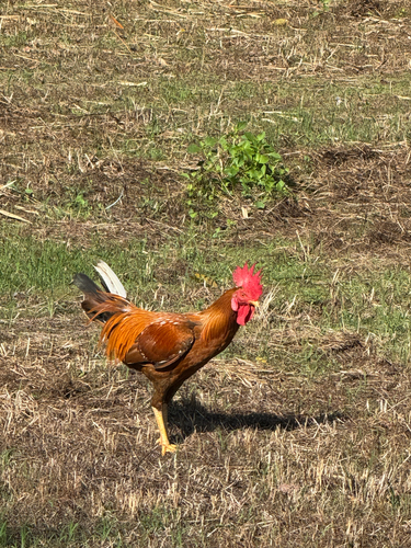 Domestic Chicken