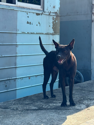 Domestic Dog
