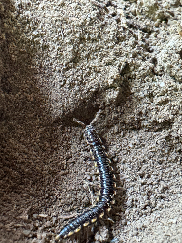 Long-flange Millipede