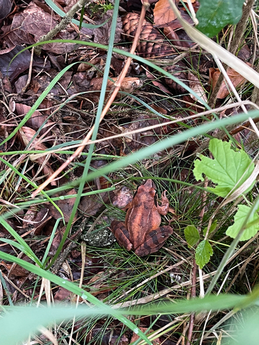 Agile Frog