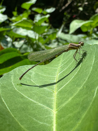Marsh Dancer