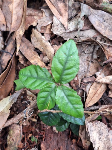 Ardisia pusilla observed 2026-09-13