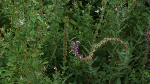 Four-striped Digger Bee
