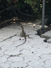 Basiliscus vittatus