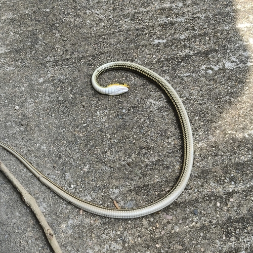 Big-Eyed Ratsnake
